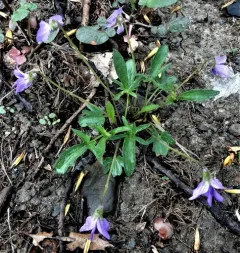 Glade Violet thumbnail 3
