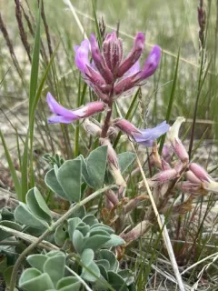 Early Purple Milkvetch thumbnail 4