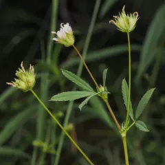few-flowered clover thumbnail 1