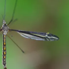 Tipula caloptera thumbnail 4