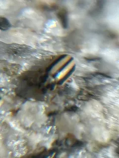 Episcopal Ladybird thumbnail 2
