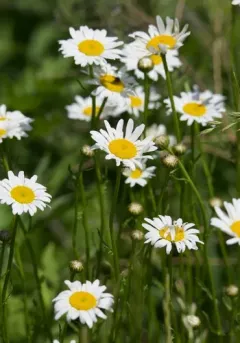 oxeye daisy thumbnail 2