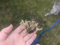 hardgrass thumbnail 2