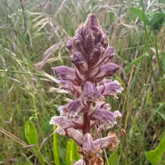 Common Broomrape thumbnail 1