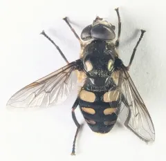 Yellow-spotted Pond Fly thumbnail 4