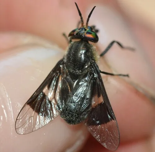 Charcoal Deer Fly