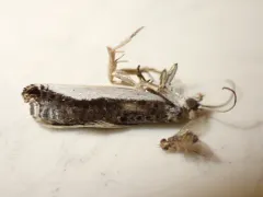 White-edged Ancylis Moth thumbnail 3