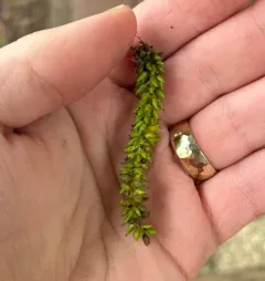 Taphrina johansonii thumbnail 3