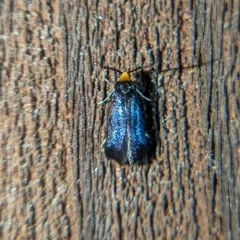 Maple Leafcutter Moth thumbnail 4