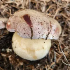 Spring King Bolete thumbnail 3