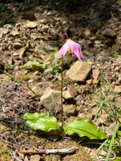 Quinault fawn-lily thumbnail 2