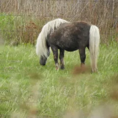 Domestic Horse thumbnail 2