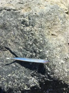 Arctic Sand Lance thumbnail 1