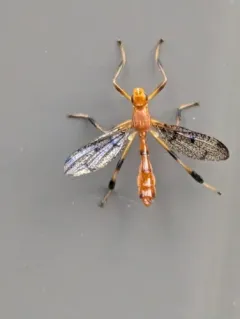 Pyrgotella chagnoni thumbnail 4
