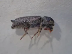 Apple Twig Borer thumbnail 2