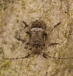 Leptostylus transversus thumbnail 2