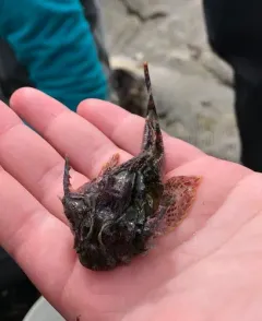 Leister Sculpin thumbnail 4