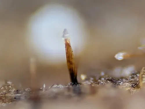 Fusichalara dingleyae