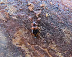Phymaphora pulchella thumbnail 2