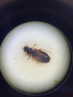 Axinopalpus biplagiatus thumbnail 4