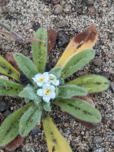 great basin popcornflower