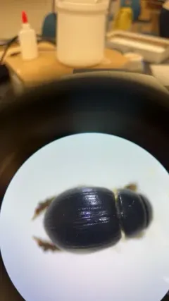 Aegialia arenaria thumbnail 2