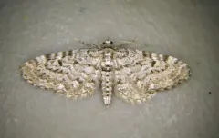 Freyer's Pug Moth thumbnail 2