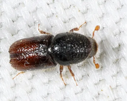 Chestnut-brown Bark Beetle