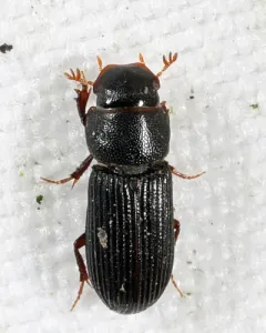 Slender Small Dung Beetle thumbnail 2