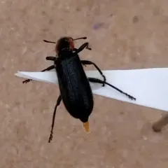 Black and Red Checkered Beetle thumbnail 3