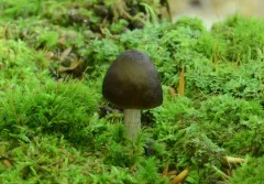 Pluteus rangifer thumbnail 3
