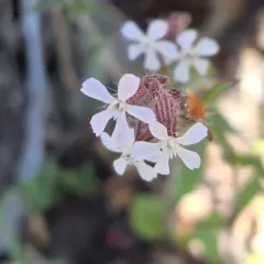 Small-flowered Catchfly thumbnail 2