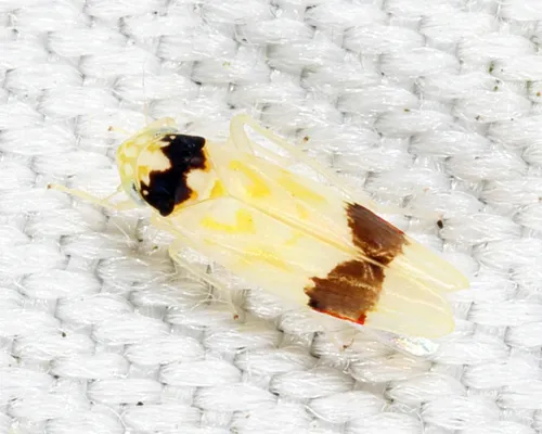 Eratoneura morgani