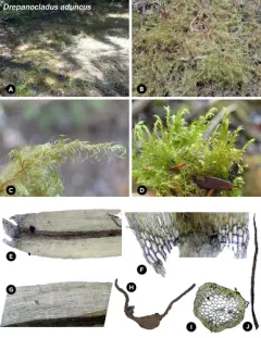 Kneiff's hook-moss thumbnail 1
