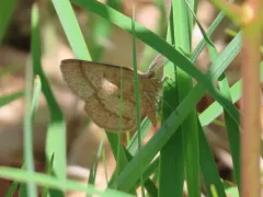 Broad-lined Erastria Moth thumbnail 2