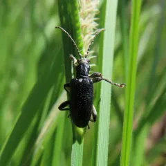 Lustrous reed beetle thumbnail 2