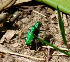 Northern Barrens Tiger Beetle thumbnail 4