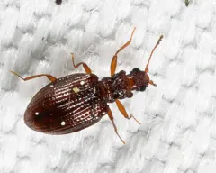 Stephostethus liratus thumbnail 4