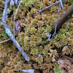 Brown Peatmoss thumbnail 4