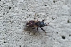 Eremocoris ferus thumbnail 4