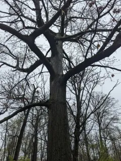 Shumard oak thumbnail 2