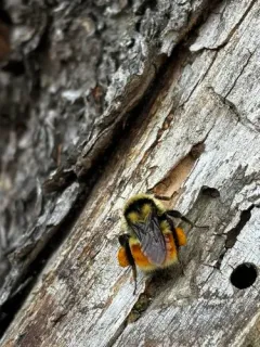 Colorado Black-notched Bumble Bee thumbnail 3