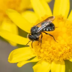 Spot-sided Dark Bee thumbnail 4