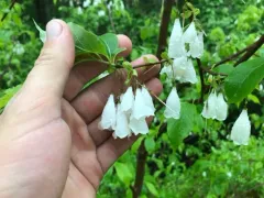 mountain silverbell thumbnail 2