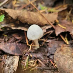 White Fibrecap thumbnail 4