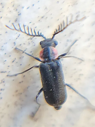 Malachius ulkei