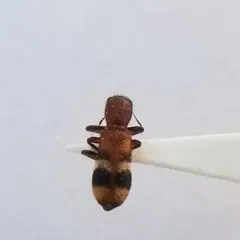 Reddish Checkered Beetle thumbnail 4
