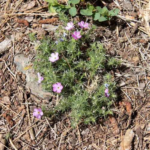 Tufted Phlox