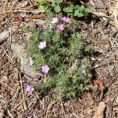 Tufted Phlox thumbnail 1