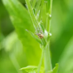 Clover root weevil thumbnail 3